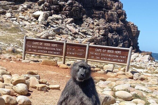 Small Group Tour: Penguins, Cape Point and Cape of Good Hope - Key Points