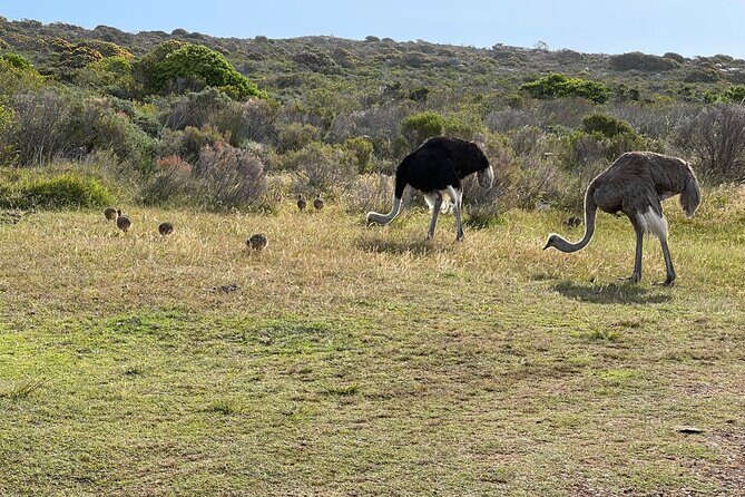 Small Group Tour: Penguins, Cape Point and Cape of Good Hope - Exploring Cape Town’s Iconic Sights in Detail
