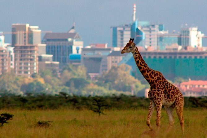 Small group tour to Nairobi park baby and optional Baby Elephants - Exploring Nairobi National Park: A Practical and Authentic Safari Experience