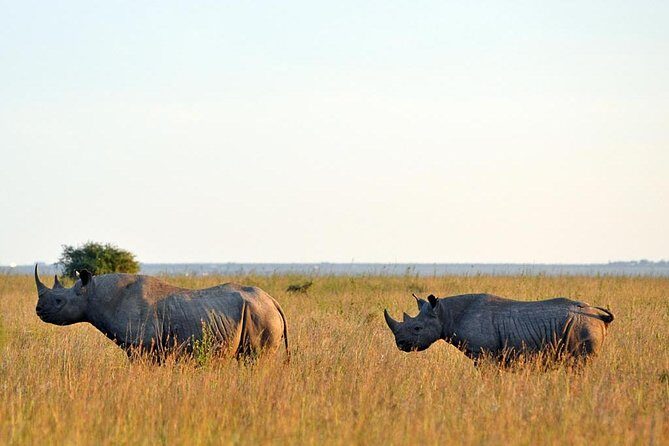 Small group tour to Nairobi park baby and optional Baby Elephants - FAQ