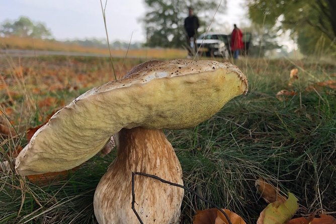 small-group-tour-to-np-hoge-veluwe-van-gogh-from-amsterdam-2