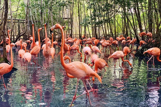 small-group-tour-to-the-aviary-from-cartagena