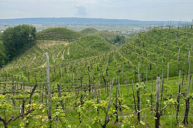 small-group-tour-with-prosecco-wine-tasting-from-venice