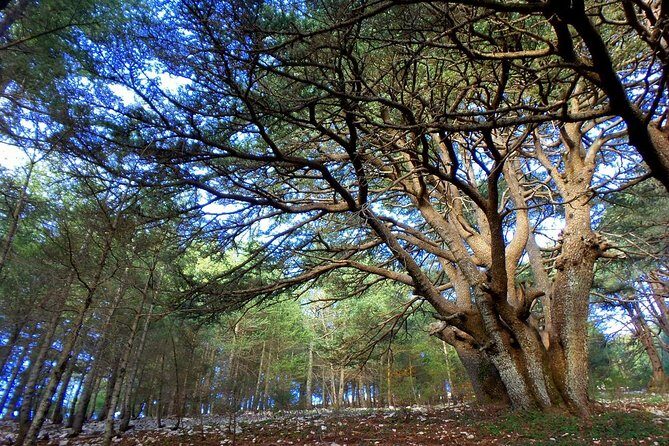Small Group Tours from to Baalbek, Cedars and Qozhaya with lunch and all fees - FAQ