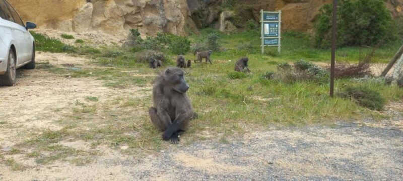 Small Group Trip of Table Mountain, Penguins, and Cape Point - Weather and Practical Tips