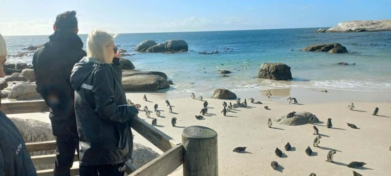 Small Group Trip of Table Mountain, Penguins, and Cape Point - Final Thoughts: Who Will Love This Tour?