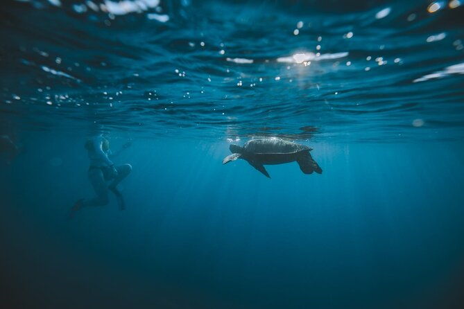 small-group-turtle-canyon-snorkel-in-waikiki