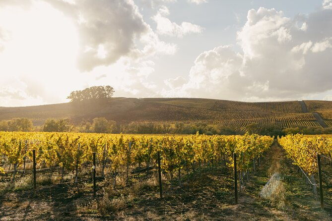 small-group-ultimate-napa-sonoma-wine-tour-from-san-francisco