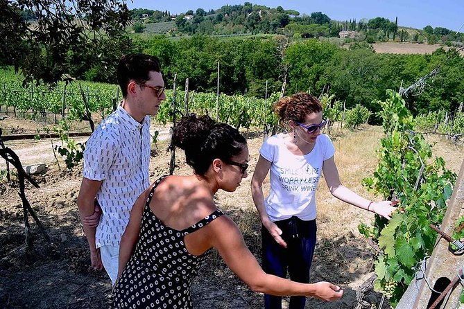 small-group-vernaccia-di-san-gimignano-wine-tour-white-and-red-wines