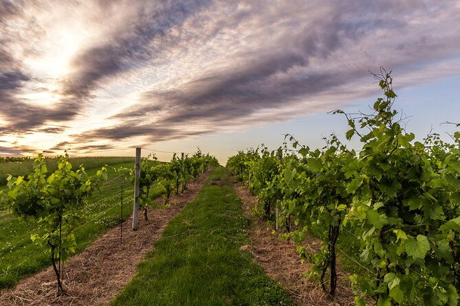 small-group-vineyard-and-orchard-tour-with-wine-tasting-in-muscoda