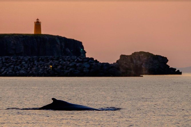 small-group-whale-watching-in-the-midnight-sun-from-reykjavik