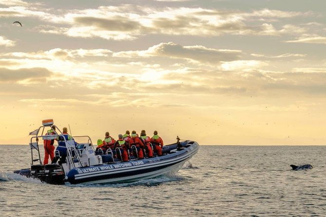 small-group-whale-watching-in-the-midnight-sun-from-reykjavik