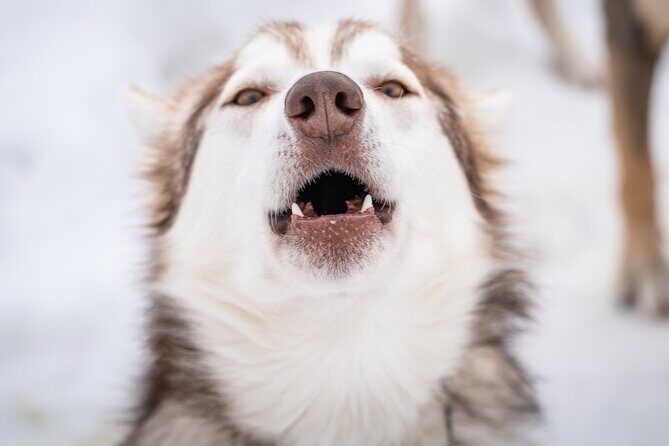 Small Group Wilderness Husky Sledding 2h from Tromsø (car needed) - Small Group Wilderness Husky Sledding 2h from Tromsø (car needed) — an authentic Arctic adventure