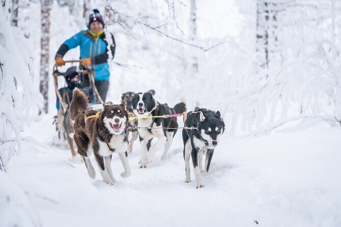 Small Group Wilderness Husky Sledding 2h from Tromsø (car needed) - Key Points  