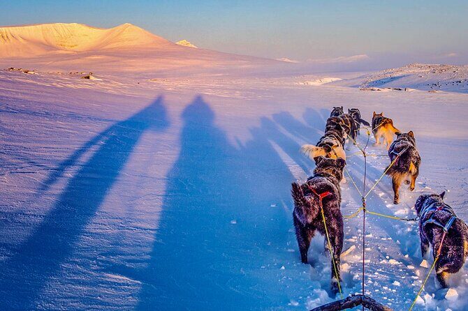 Small Group Wilderness Husky Sledding 2h from Tromsø (car needed) - Why this tour offers great value 