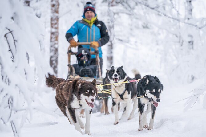 Small Group Wilderness Husky Sledding 2h from Tromsø (car needed) - The realistic side: potential considerations