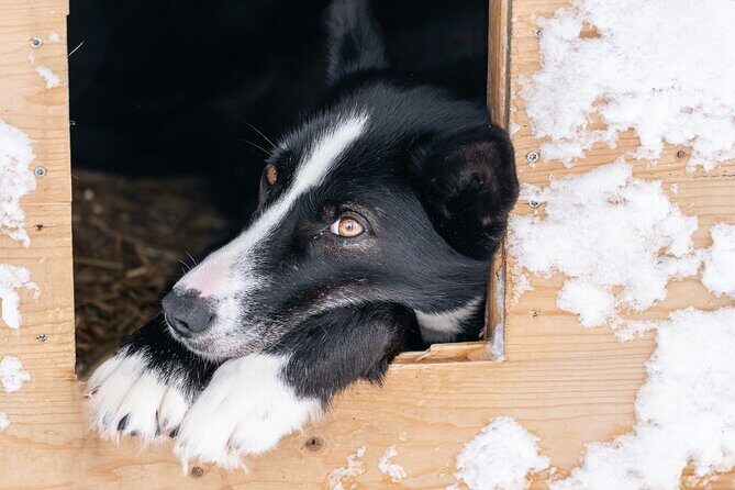 Small Group Wilderness Husky Sledding 2h from Tromsø (car needed) - FAQ