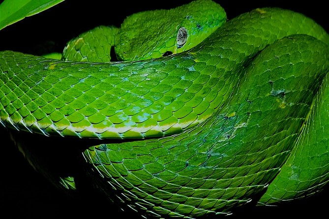 small-group-wildlife-refuge-monteverde-night-walking-tour