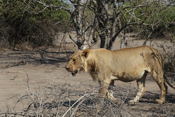 Small Group: Zambezi National Park Guided Game Drive - Key Points