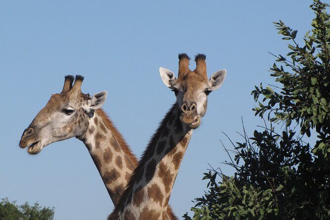 Small Group: Zambezi National Park Guided Game Drive - The Small Group Advantage