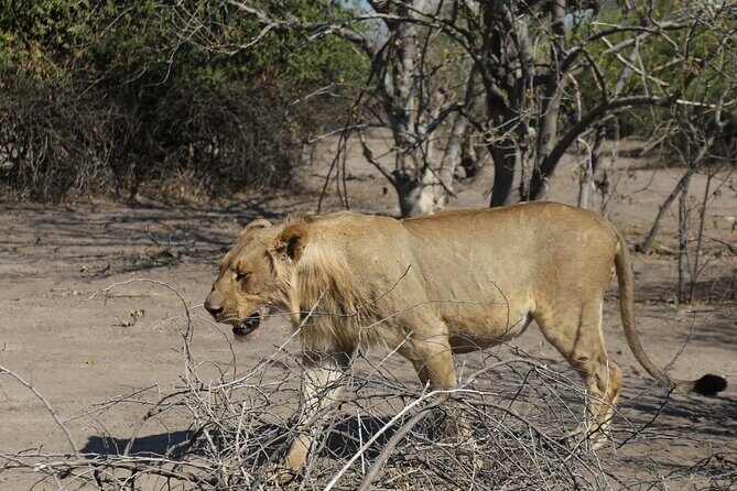 Small Group: Zambezi National Park Guided Game Drive - Authentic Encounters: The Value of Knowledgeable Guides