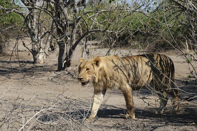 Small Group: Zambezi National Park Guided Game Drive - The Sum Up