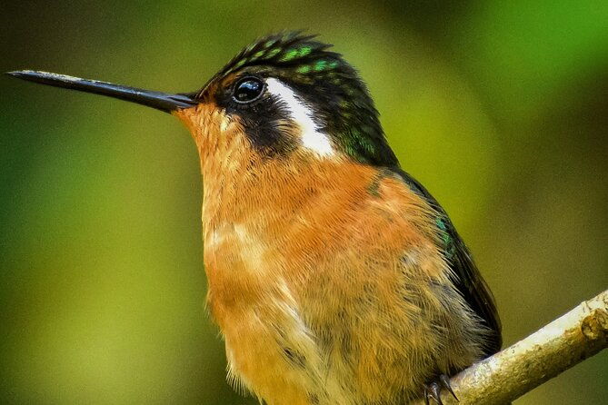 small-groups-birding-at-monteverde-cloud-forest