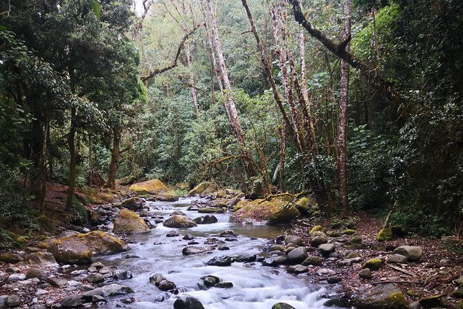 small-groups-birding-at-monteverde-cloud-forest