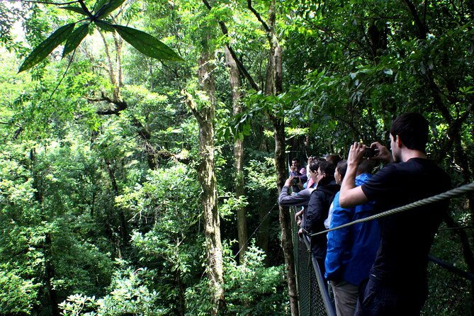 small-groups-birding-at-monteverde-cloud-forest