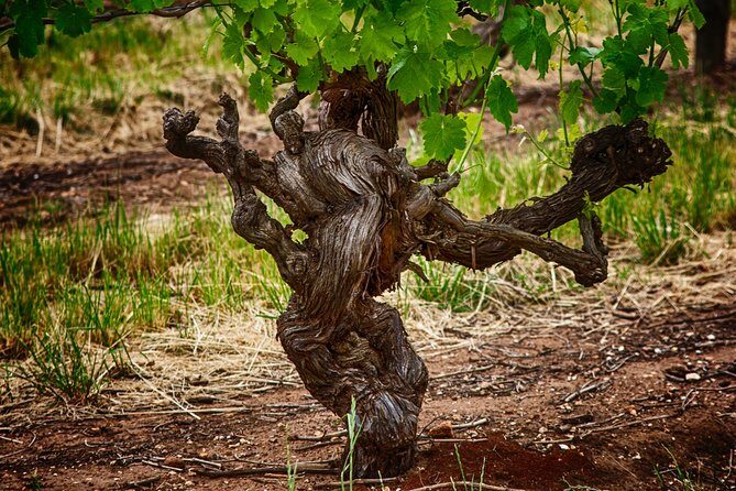 Small Tour Barossa Valley Voyager Tour from Adelaide - Wrapping It Up