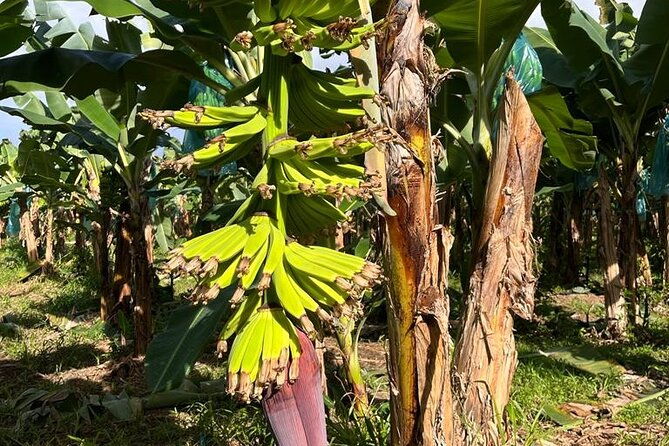 small-train-tour-of-a-banana-farm-in-martinique