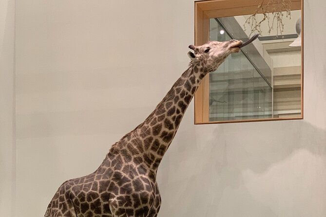 smithsonian-national-museum-of-natural-history-with-guided-tour