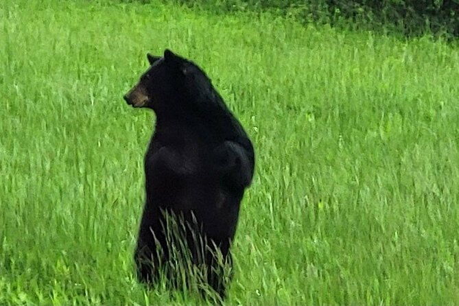 smoky-mtn-cades-cove-rr-logging-museum-foothills-pky-spring-tour-2