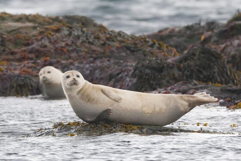 Snaefellsnes Peninsula Adventure: Small Group from Reykjavik - The Allure of Djúpalónssandur Black Sand Beach
