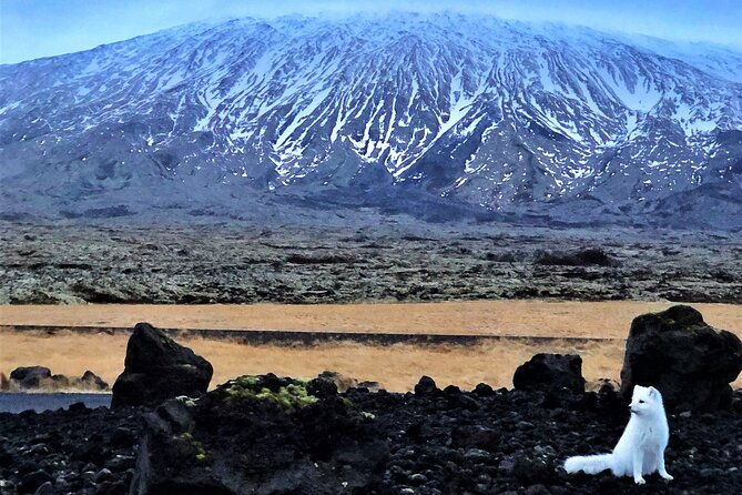 snaefellsnes-peninsula-full-day-tour-from-reykjavik