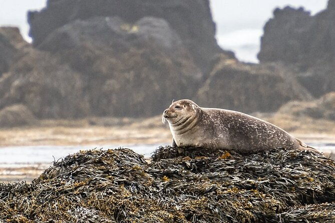 snaefellsnes-peninsula-full-day-tour-from-reykjavik