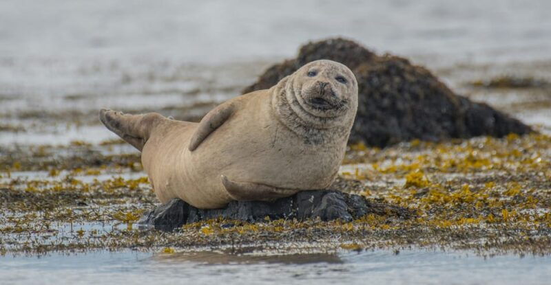 snaefellsnes-peninsula-small-group-tour-by-van