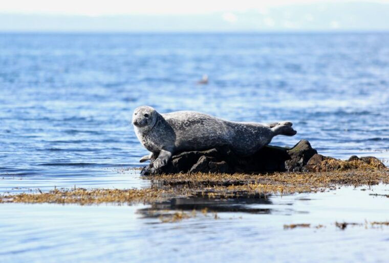 snaefellsnes-small-group-hidden-treasures-of-the-west-tour