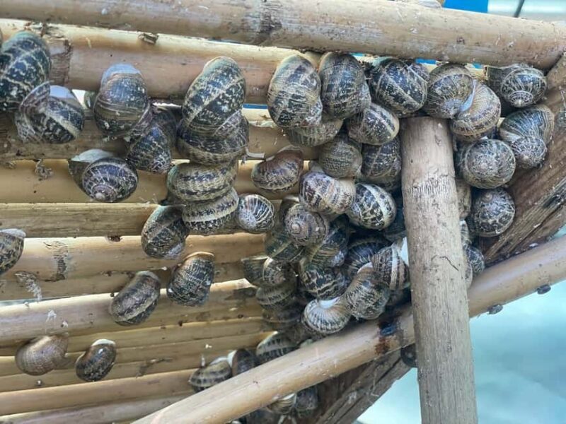 Snail and olive farm tour with table olives & homemade sweet - Exploring the Snail and Olive Farm Experience