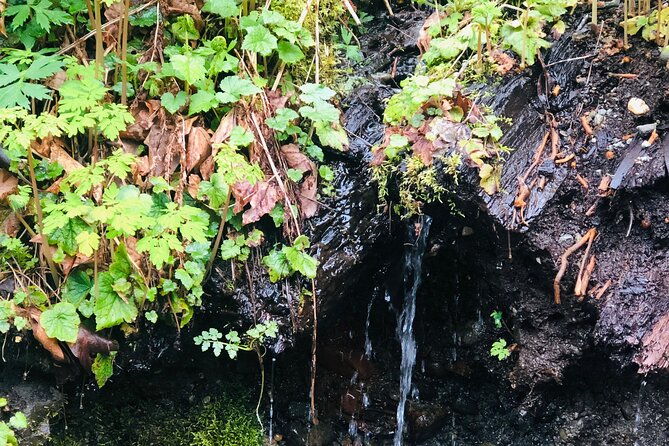snoqualmie-falls-and-twin-falls-hike