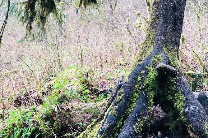 snoqualmie-falls-and-twin-falls-hike