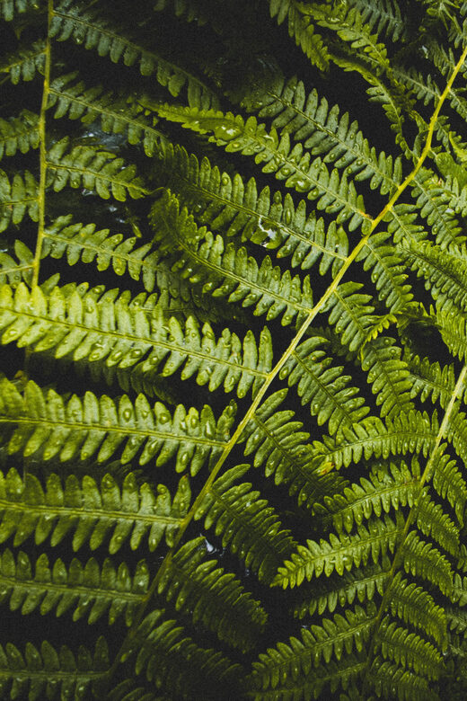 Snoqualmie, Twin Falls & Ancient Forest (Transport Included) - Authentic Travel Experiences from Past Participants