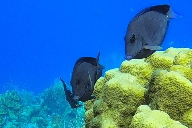 snorkel-adventure-at-bonaire-marine-park
