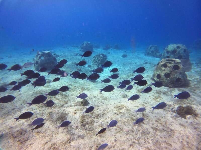 snorkel-along-the-coast-with-chivis-del-mar