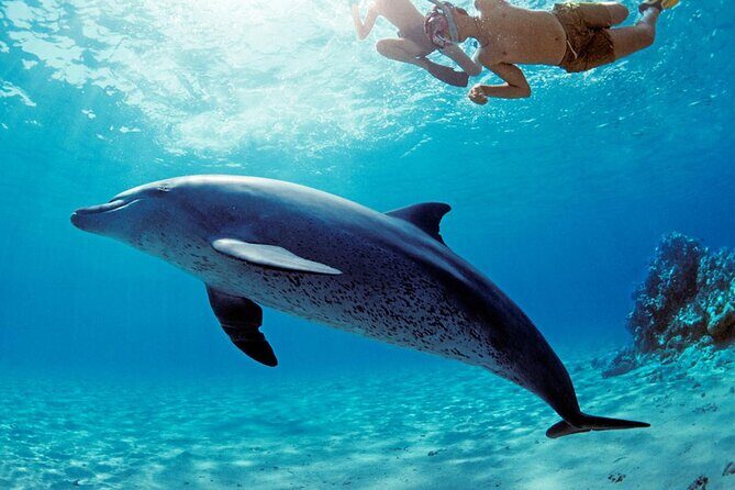 Snorkel at The Dolphin House Adventure In Hurghada - Who Is This Tour Best Suited For?