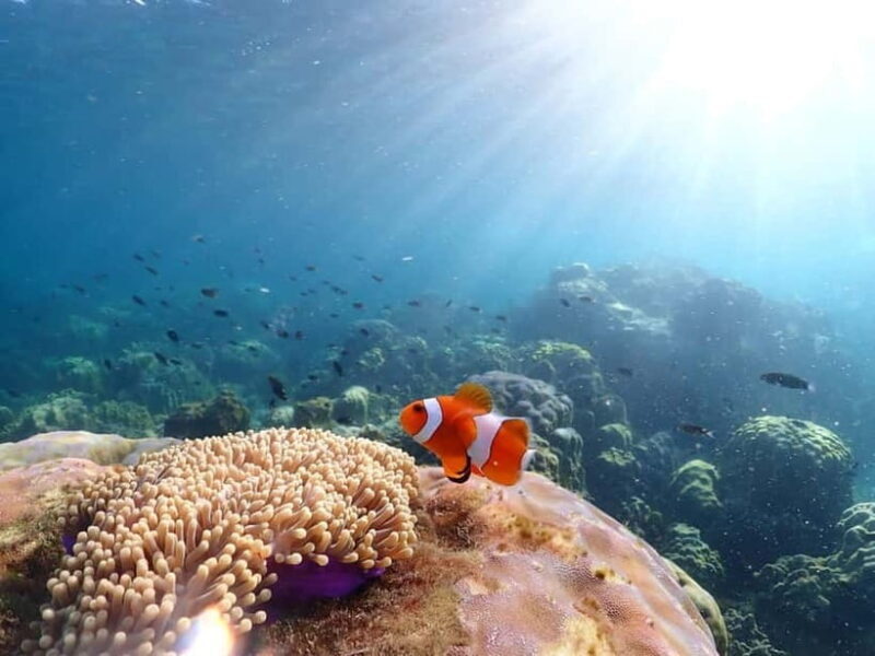 Snorkel & Chill: Nemo Island Trip from Pattaya - FAQ