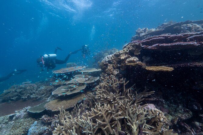 Snorkel & Dive the Reef: Sustainable, Scientific & Cultural Tour - The Sum Up
