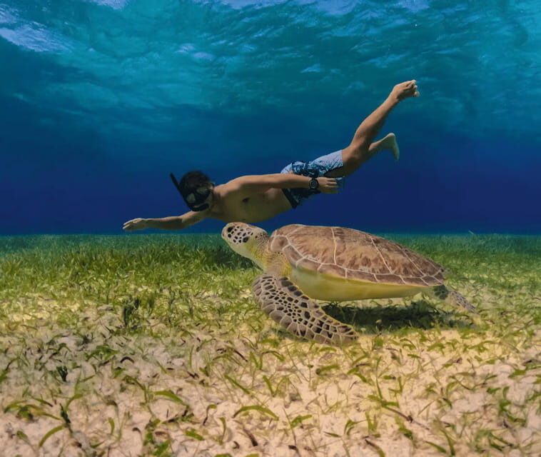 Snorkel: Explore reefs in Cozumel, El Cielo, Palancar and more + Lunch - Important Tips and Considerations