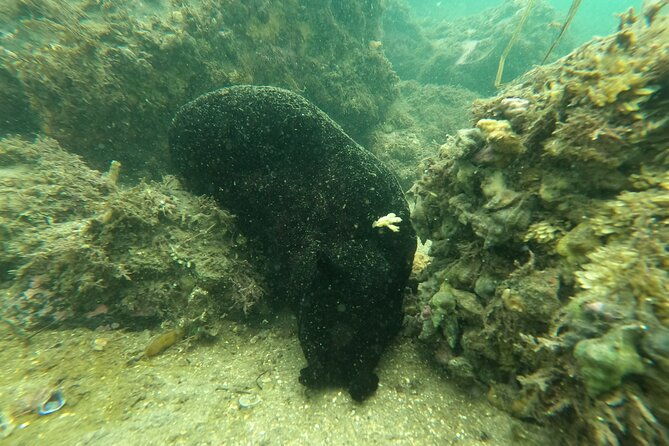 snorkel-san-diegos-mission-bay-with-a-marine-biologist-2