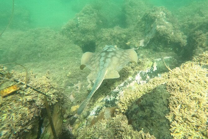snorkel-san-diegos-mission-bay-with-a-marine-biologist